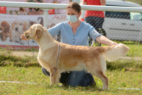 1-dog-show-project_2020_robyn