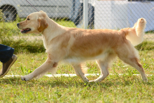 2-dog-show-project_2020_robyn