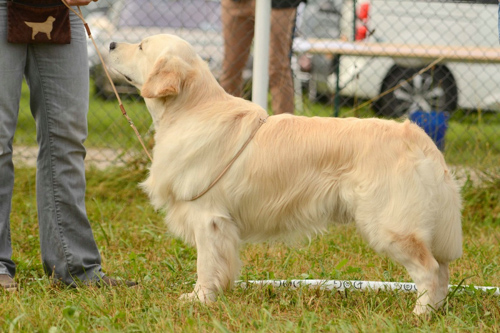 3-dog-show-project_2020_gwynn