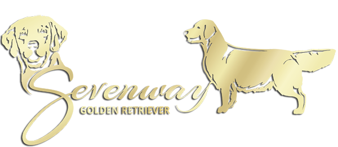 Sevenway Golden Retriever